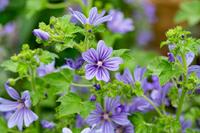 Tuinplant.nl Kaasjeskruid