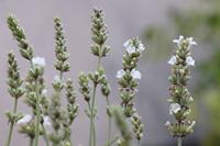 Tuinplant.nl Lavendel