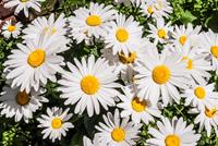 Tuinplant.nl Margriet