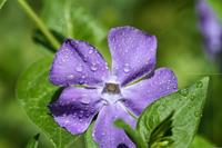 Tuinplant.nl Ooievaarsbek