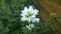 Tuinplant.nl Klokjesbloem