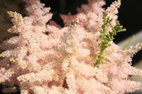 Tuinplant.nl Spirea
