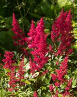 Tuinplant.nl Spirea