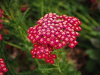 Tuinplant.nl Duizendblad
