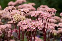Tuinplant.nl Vetkruid