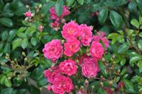 Tuinplant.nl Roze bodembedekkende roos