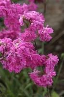 Tuinplant.nl Brandende liefde / Koekoeksbloem