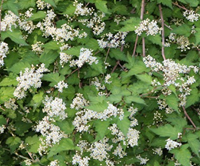 Tuinplant.nl Kransspirea