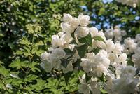 Tuinplant.nl Boerenjasmijn