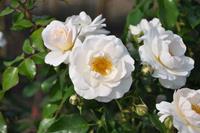 Tuinplant.nl Bodembedekkende roos