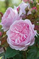 Tuinplant.nl Zalm/Roze Engelse roos