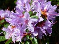 Tuinplant.nl Dwerg rhododendron