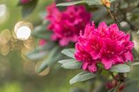Tuinplant.nl Rhododendron