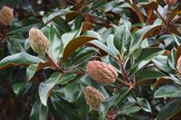 Tuinplant.nl Zuidelijke Magnolia