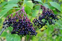 Tuinplant.nl Gewone Vlier