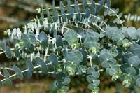 Tuinplant.nl Eucalyptus struikvorm
