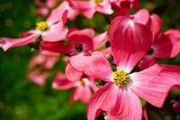 Tuinplant.nl Veelbloemige kornoelje