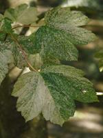 Tuinplant.nl Bontbladige esdoorn