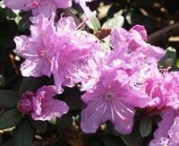 Tuinplant.nl Dwerg rhododendron