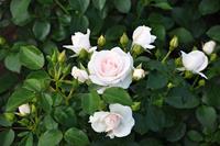 Tuinplant.nl Bodembedekkende roos