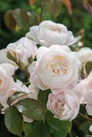 Tuinplant.nl Wit/Roze Engelse roos