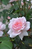 Tuinplant.nl Roze geurende Struikroos