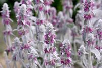 Tuinplant.nl Ezelsoren, Andoorn