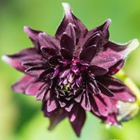 Tuinplant.nl Akelei