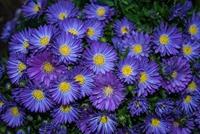Tuinplant.nl Aster
