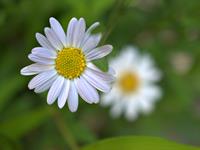 Tuinplant.nl Zomeraster