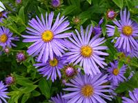 Tuinplant.nl Aster