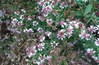 Tuinplant.nl Aster
