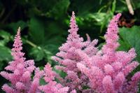 Tuinplant.nl Spirea