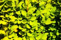 Tuinplant.nl Zuurbes