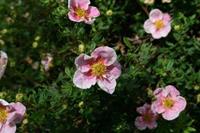Tuinplant.nl Ganzerik