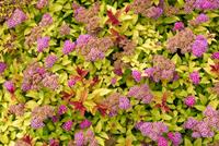 Tuinplant.nl Spierstruik spirea