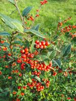 Tuinplant.nl Dwergmispel