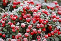 Tuinplant.nl Dwergmispel