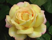 Tuinplant.nl Geel/Roze Struikroos