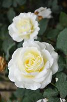 Tuinplant.nl Witte Struikroos