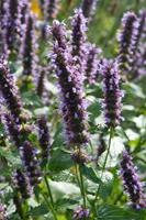 Tuinplant.nl Dropplant