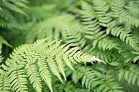 Tuinplant.nl Geschubde mannetjesvaren