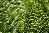 Tuinplant.nl Geschubde mannetjesvaren