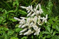 Tuinplant.nl Spirea