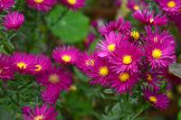 Tuinplant.nl Aster