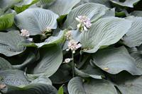Tuinplant.nl Funkia, Hartlelie