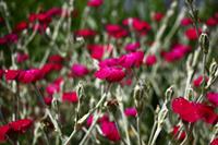 Tuinplant.nl Brandende liefde / Koekoeksbloem