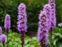 Tuinplant.nl Lampepoetser