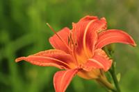 Tuinplant.nl Daglelie