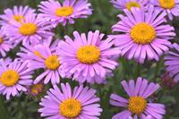 Tuinplant.nl Aster